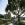 Image 4 / 4&nbsp;&nbsp;We love our beautiful chestnut tree
