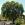 Image 4 / 4&nbsp;&nbsp;Our awesome chestnut tree